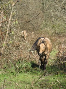 JJ, Malory, and Storm out on the tracks: using a Paddock Paradise system to encourage movement and discourage sedentary over-eating.