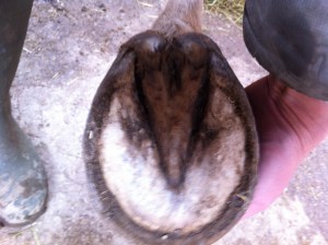Not the strongest foot in the universe, but to be honest, for a long time laminitic and recently diagnosed Cushings case, it could be a lot worse.