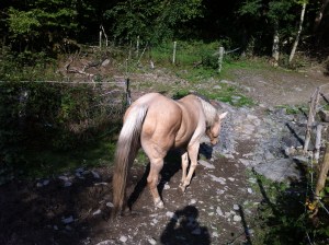 The terrain here is tough, even for a horse that doesn't have systemic issues