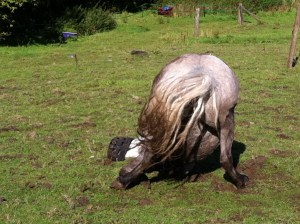 Gratuitous pony rolling picture, of course totally irrelevant. But funny, and of course, no ducks to be seen. Even if you zoom in. Incidentally, I will KNOW how many of you enlarge this pic.