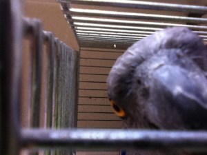 Do Not Mess With This Parrot!