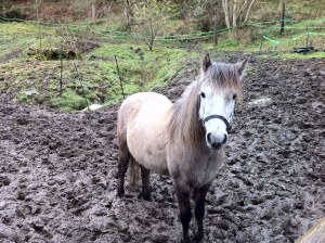 So, a grass track in December. At this point we abandoned ship and went back indoors for the rest of winter....