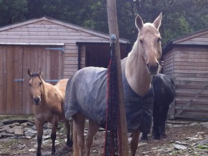 This is the look you get when the hay has run out in the yard.....