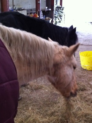 And indoors, in a very large communal barn, they were much happier.