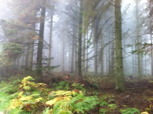 Forest. Yes, it really IS that creepy. I would probably be petrified living here if I wasn't sure that the only thing out there scarier than me, is actually JJ.