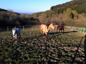 The Clwydian Range in the background