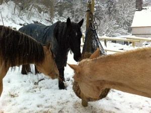 Round the yard haypole, winter 2012