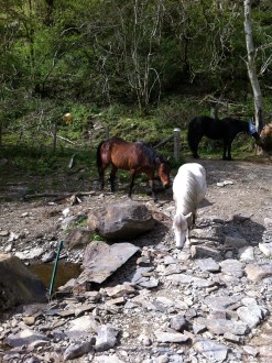 H and Chilli at the ford