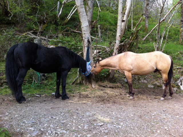 Malory and Storm eating on  the river track, compacted shale and riverstone surface underfoot.