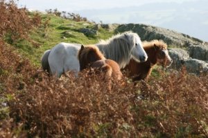 carneddau family grou