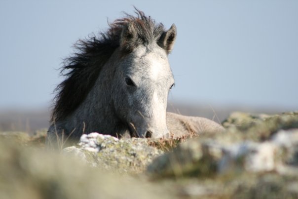 Greyed out colt foal wil on the Carneddau. He was a cheeky little muppet and I really liked him.