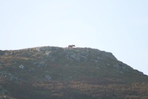 Carneddau pony mare in the distance, all by herself