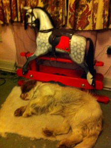 This is Hovis, doing what Clumber Spaniels are really good at. 