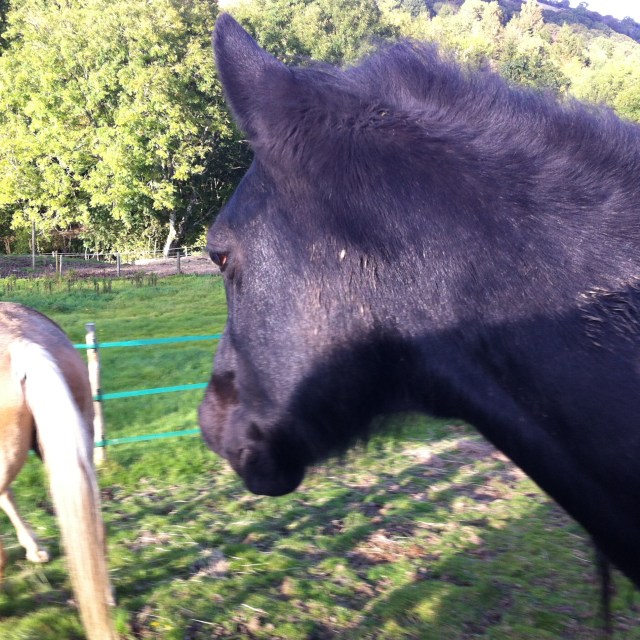 This is Storm, refusing to make eye contact, after the knicker sniffing incident he would rather you didn't know about. 