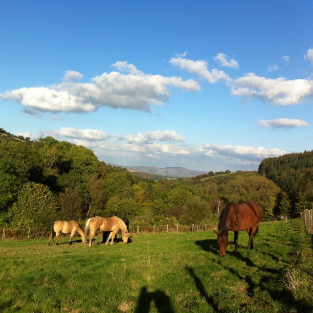 Nowt more boring than horses in a field eating grass. Except one of them is JJ. Eating grass, in a field, as though he were actually NORMAL.